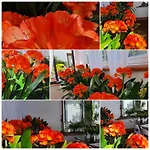 Guest house Arenosu Comfort Country