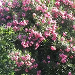 Arenosu Comfort Country 4* Fertilia